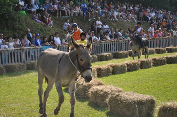 Palio degli Asini