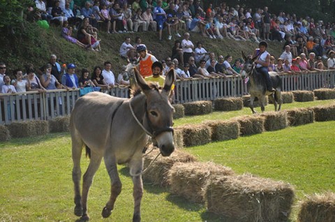 Palio degli Asini